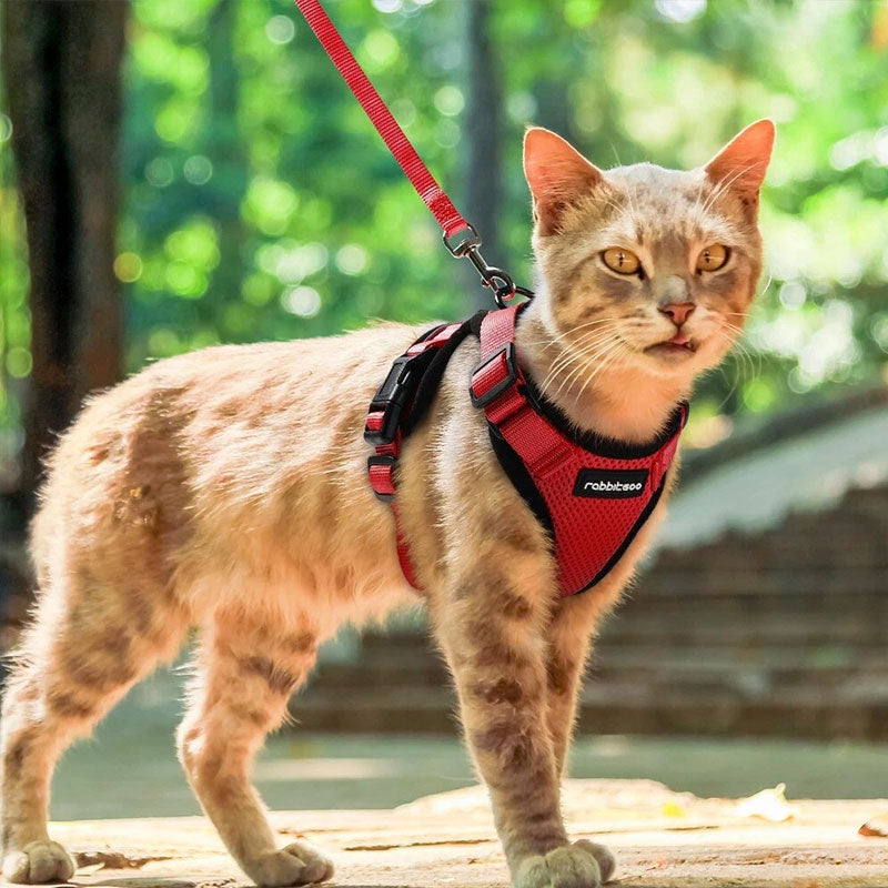 comment calmer un chat qui miaule la nuit