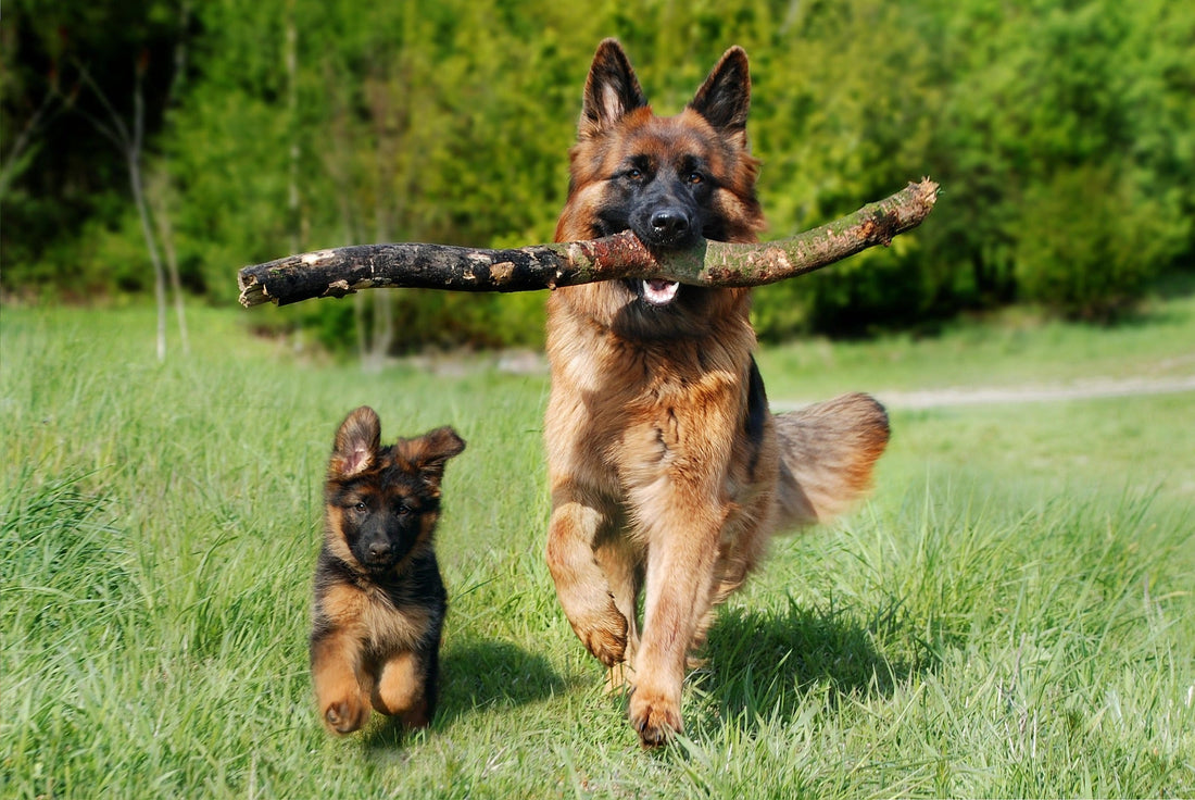 comment occuper un chien pendant une absence longue