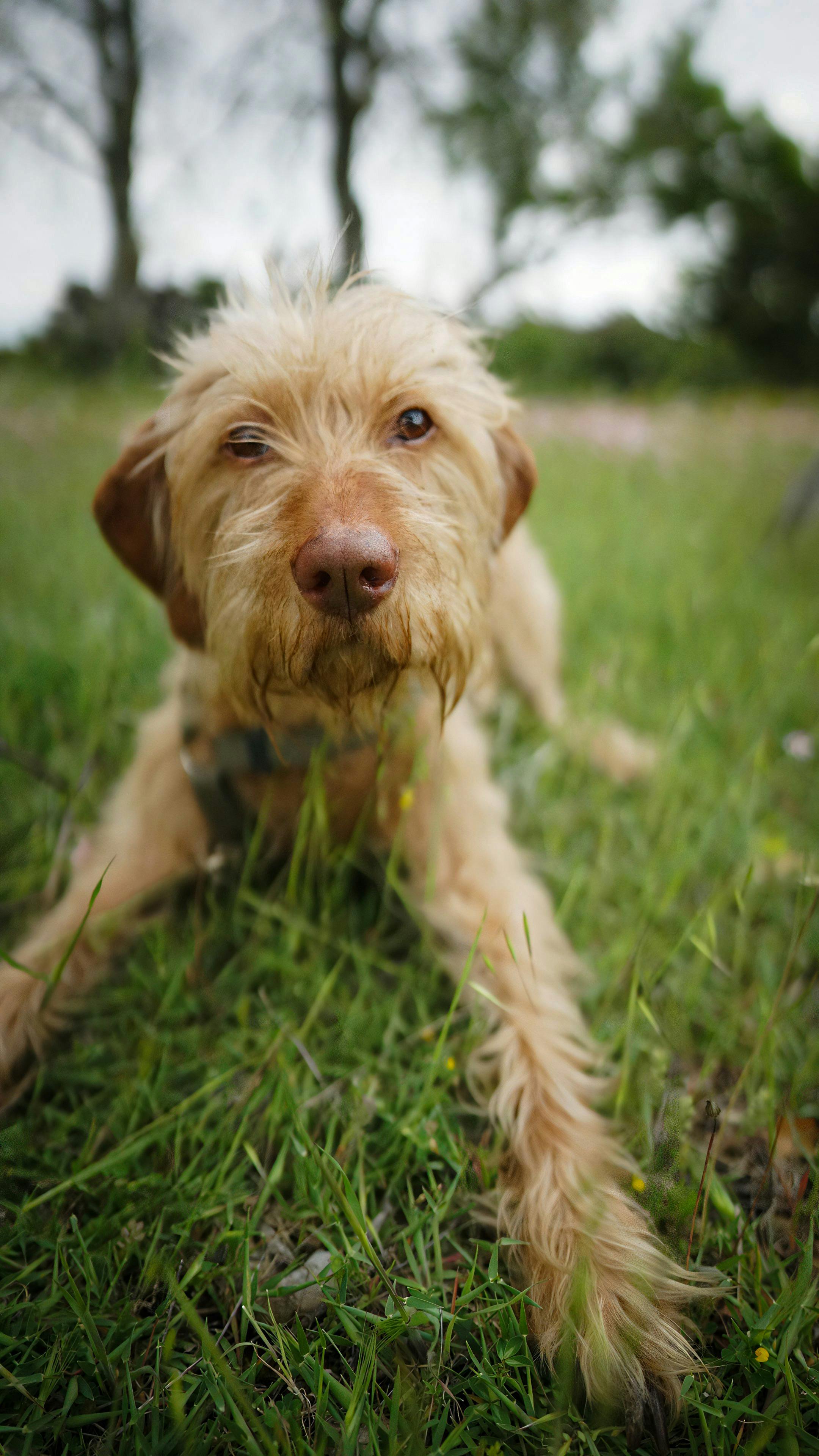 Comment détendre un chien avant un voyage