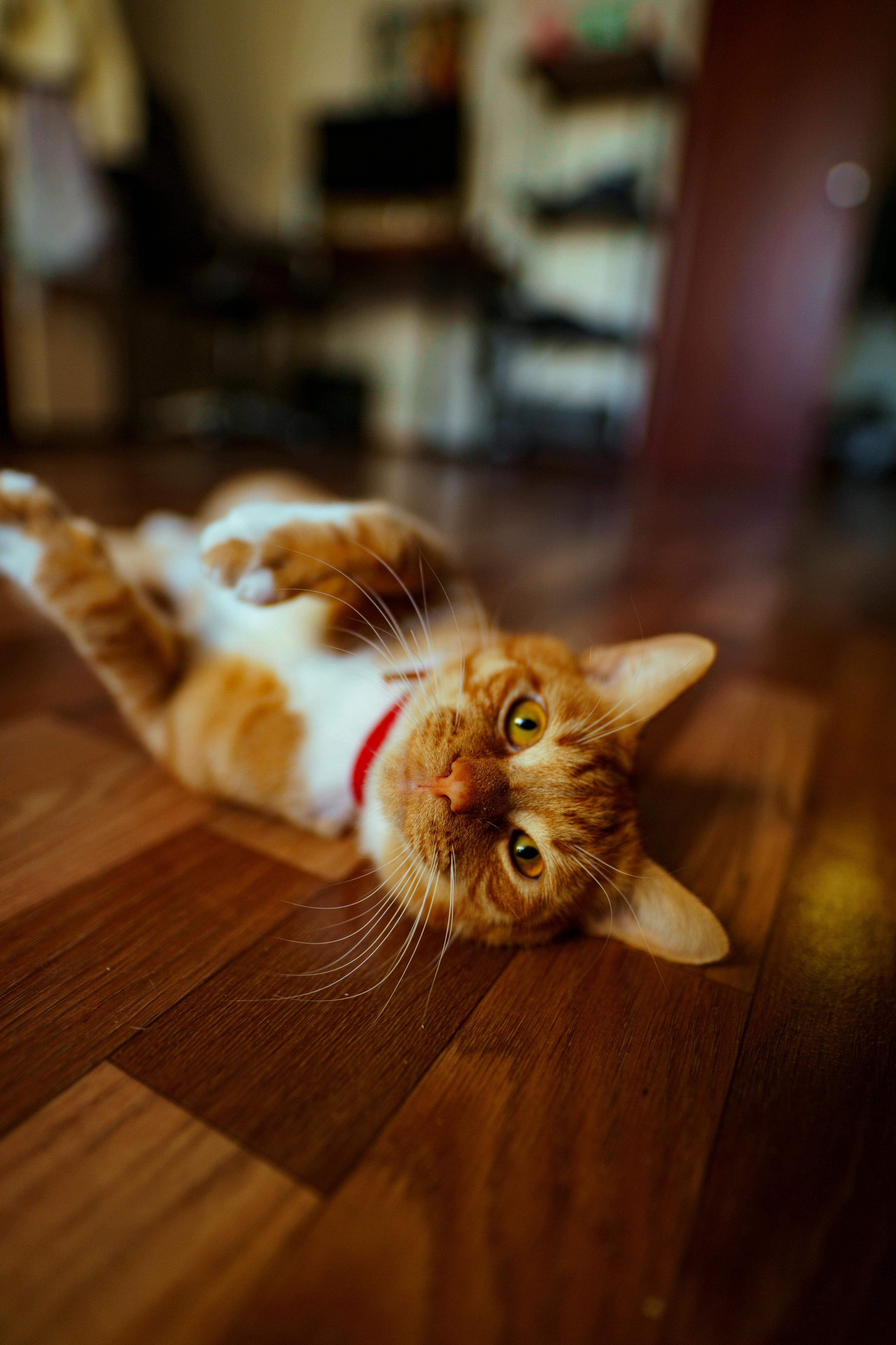 Comment améliorer le bien être de son chat à la maison