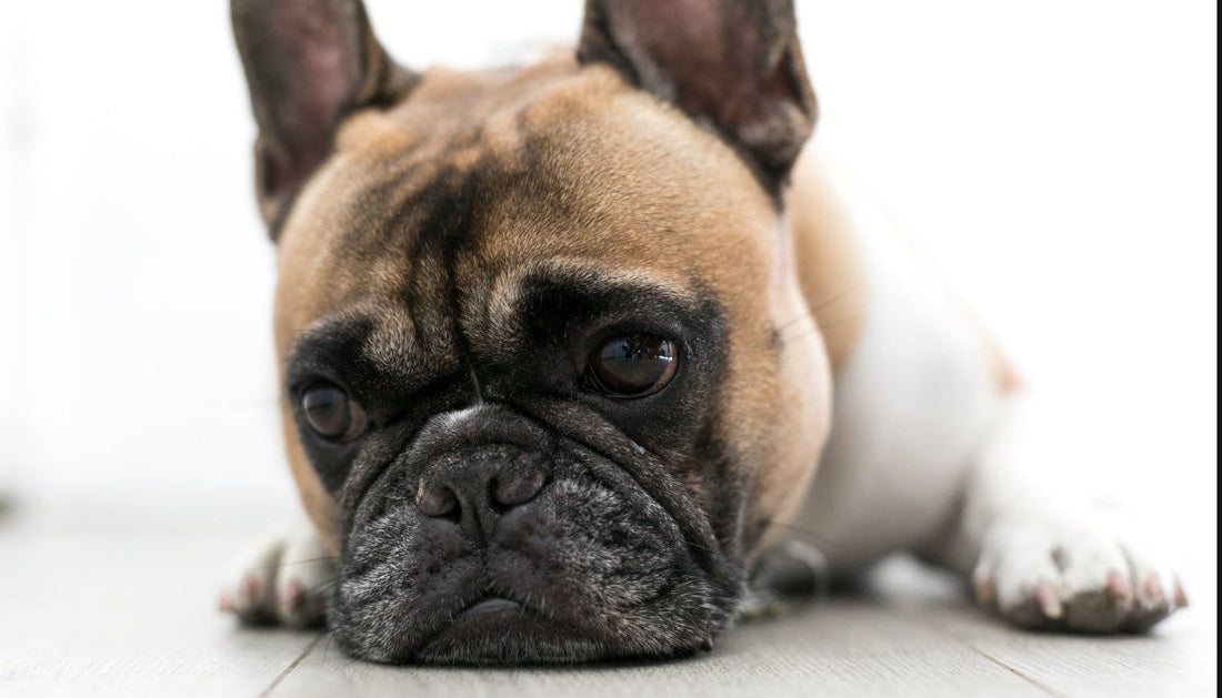 chien qui pleure quand je pars comment faire