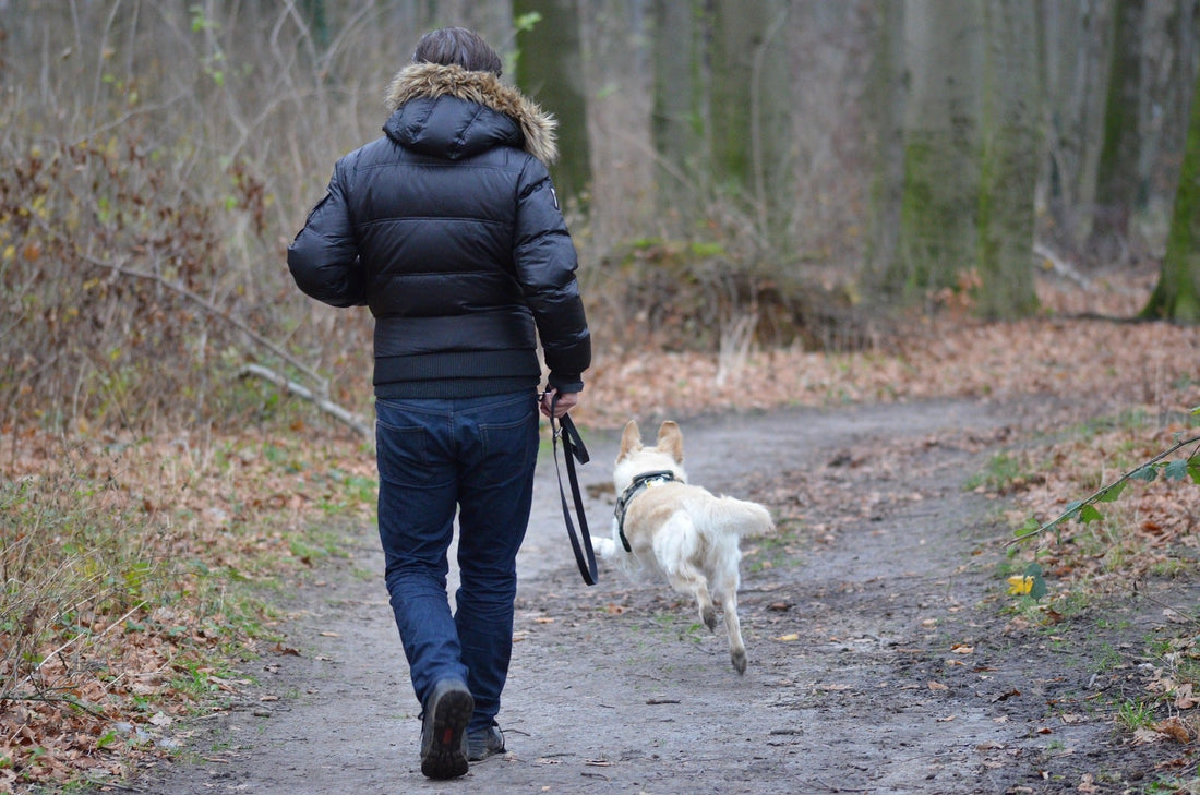 meilleur sac de transport pour chien avion cabine