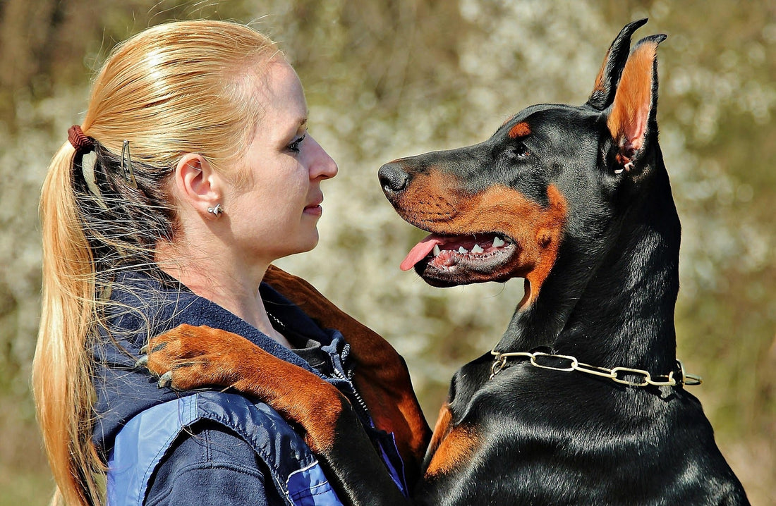 chien qui aboie quand il est seul solutions efficaces