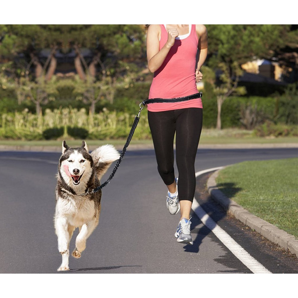 Laisse de Chien Mains Libres avec Ceinture Ventrale – Confort, Sécurité et Liberté de Mouvement